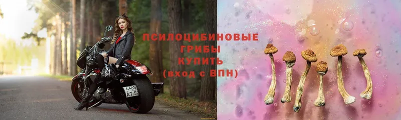 Псилоцибиновые грибы мицелий  Купино 